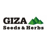 Giza seeds